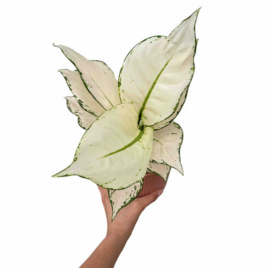 Plante d'intérieur Aglaonema White Joy aux larges feuilles blanc crème et liseré vert dans son pot marron