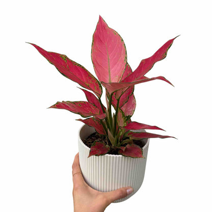 Aglaonema Cherry Baby - plantandstories