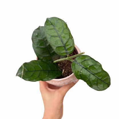 Hoya Villosa