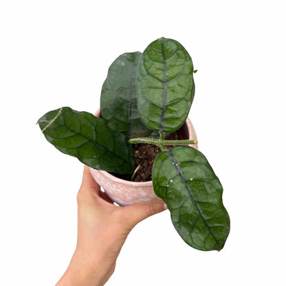 Hoya Villosa
