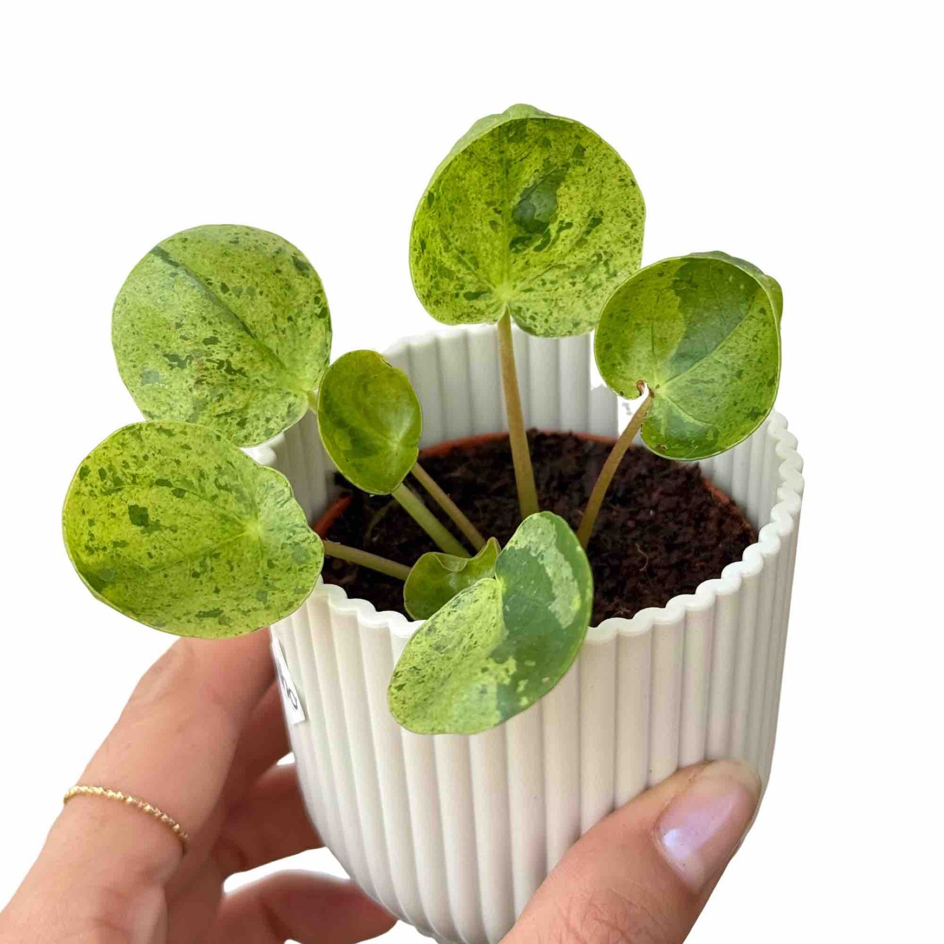 Pilea Mojito - plantandstories