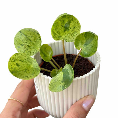 Pilea Mojito - plantandstories