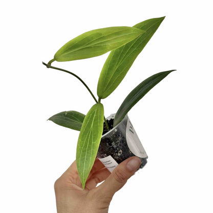 Hoya Soligamiana