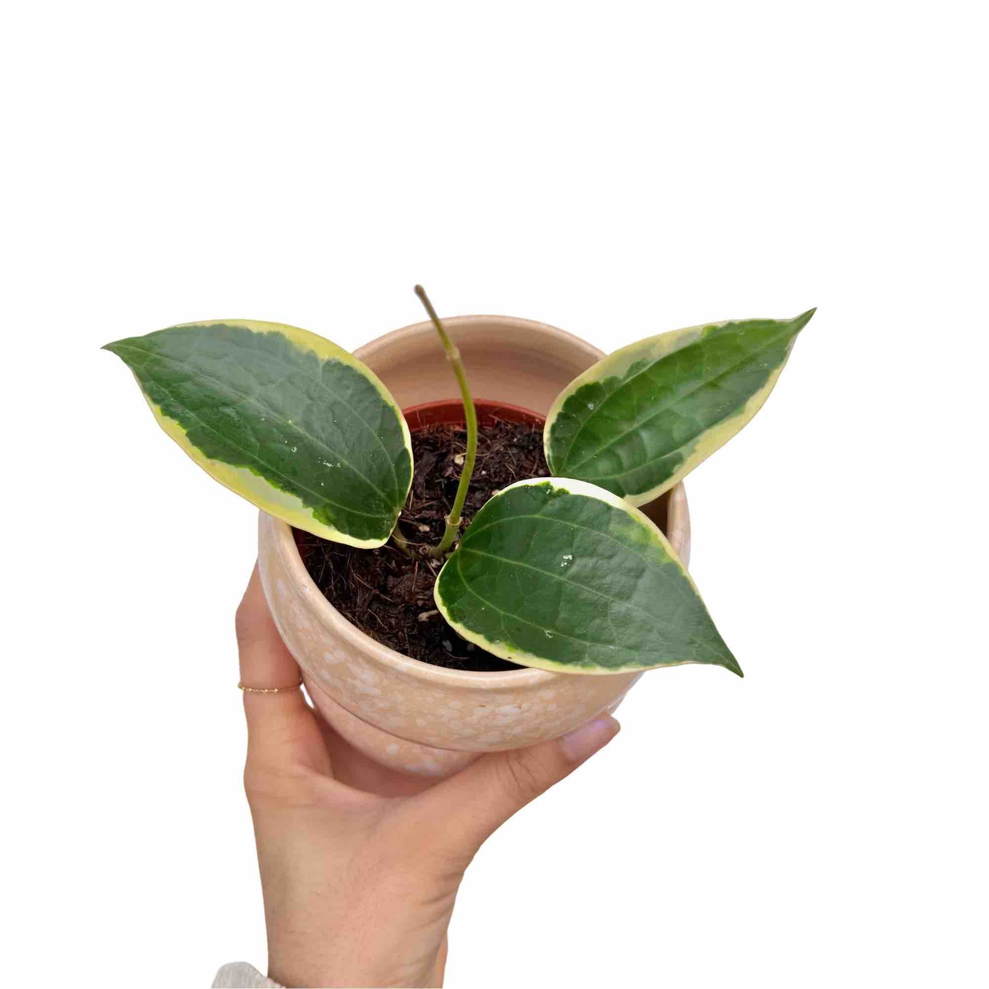 Hoya Latifolia Albomarginata Rare Plant Elegant Style – Plant and