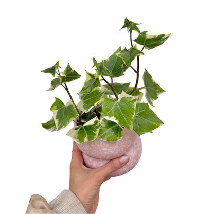 Senecio Macroglossus Variegatus