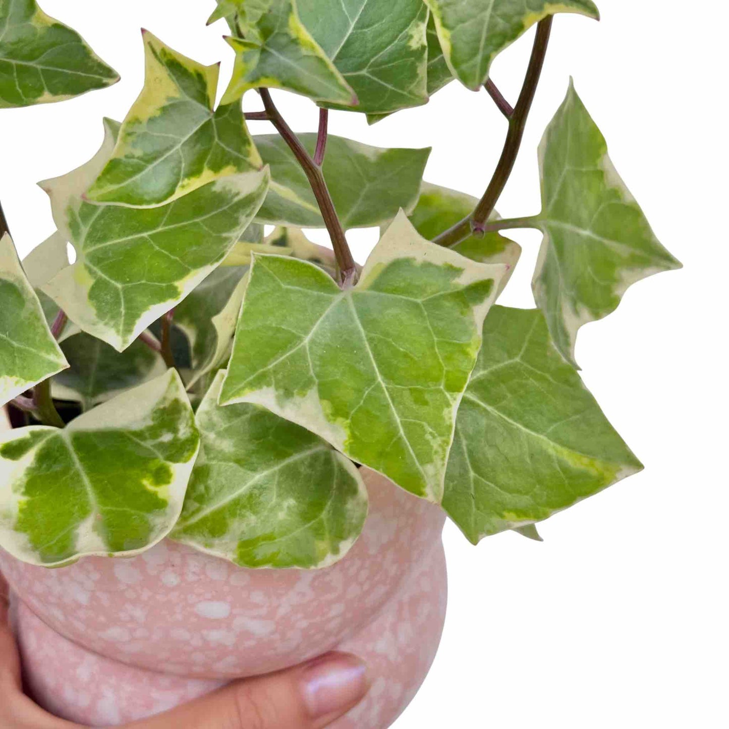 Senecio Macroglossus Variegatus