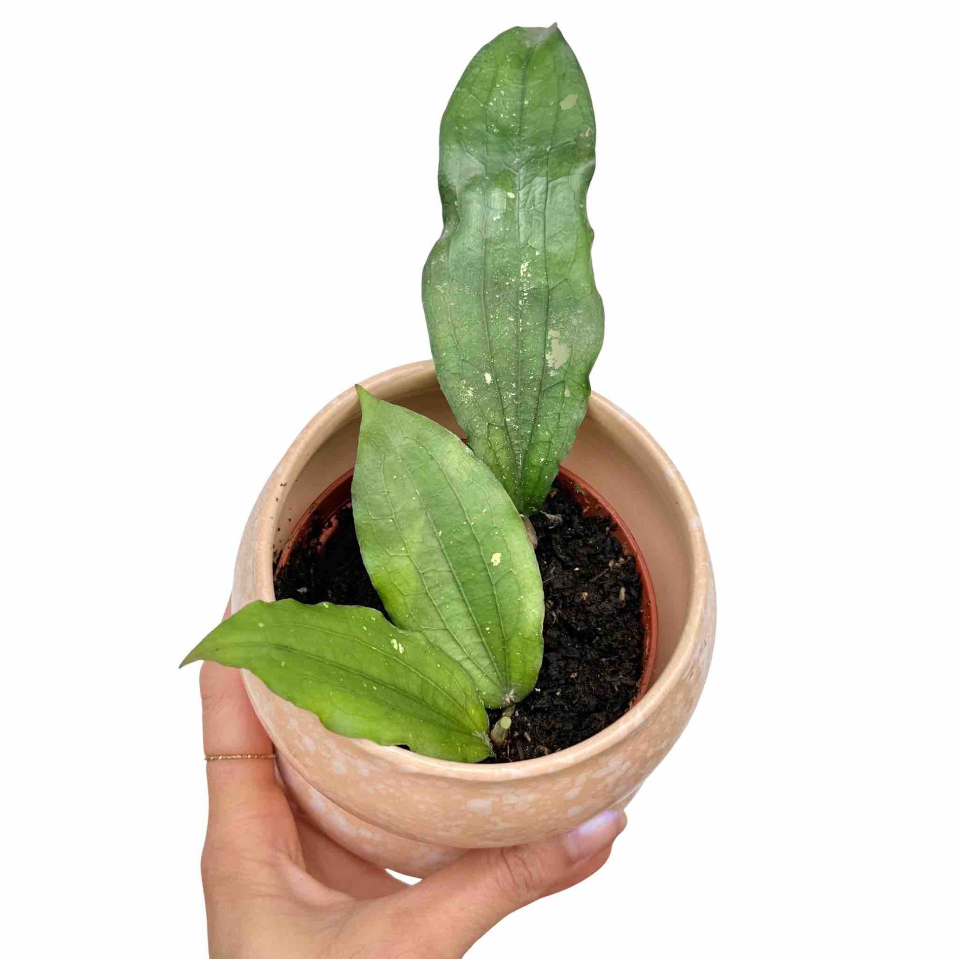 Hoya Erythrina - plantandstories