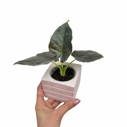 Alocasia Antoro Velvet