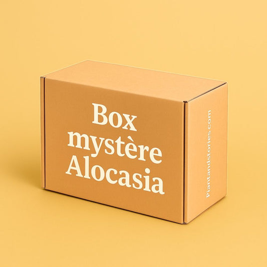 Box Alocasia mystère - Pack Alocasia Surprises