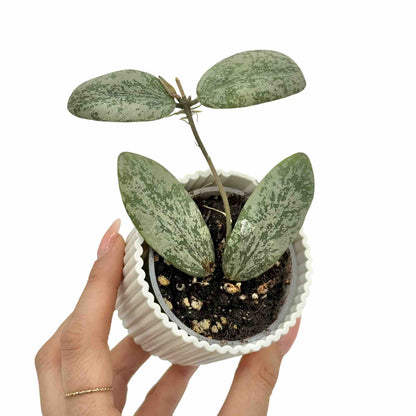 Hoya Sigillatis Round Leaf