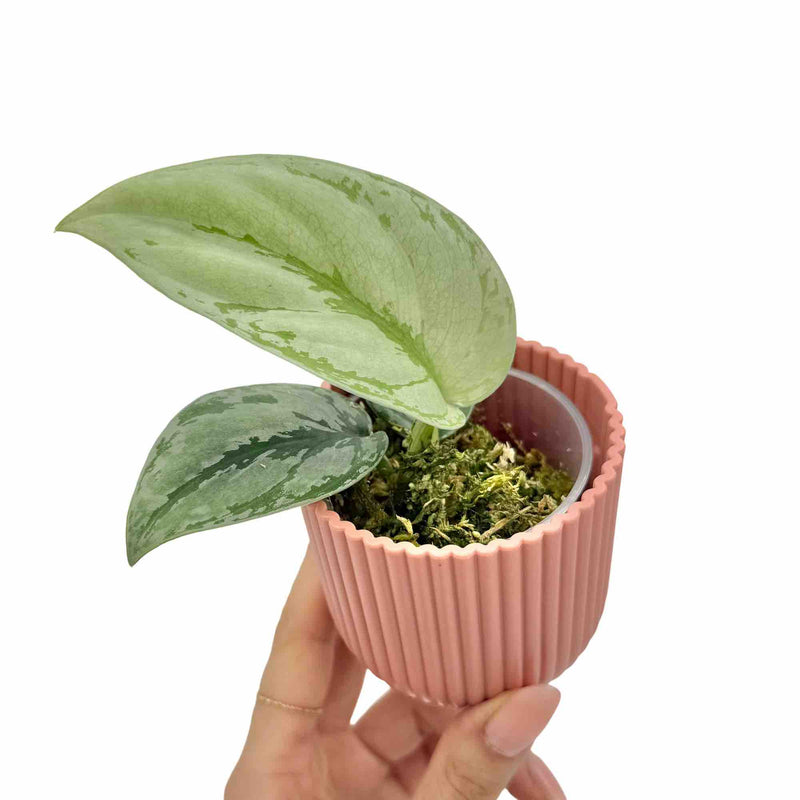 Scindapsus Sp Kalimantan