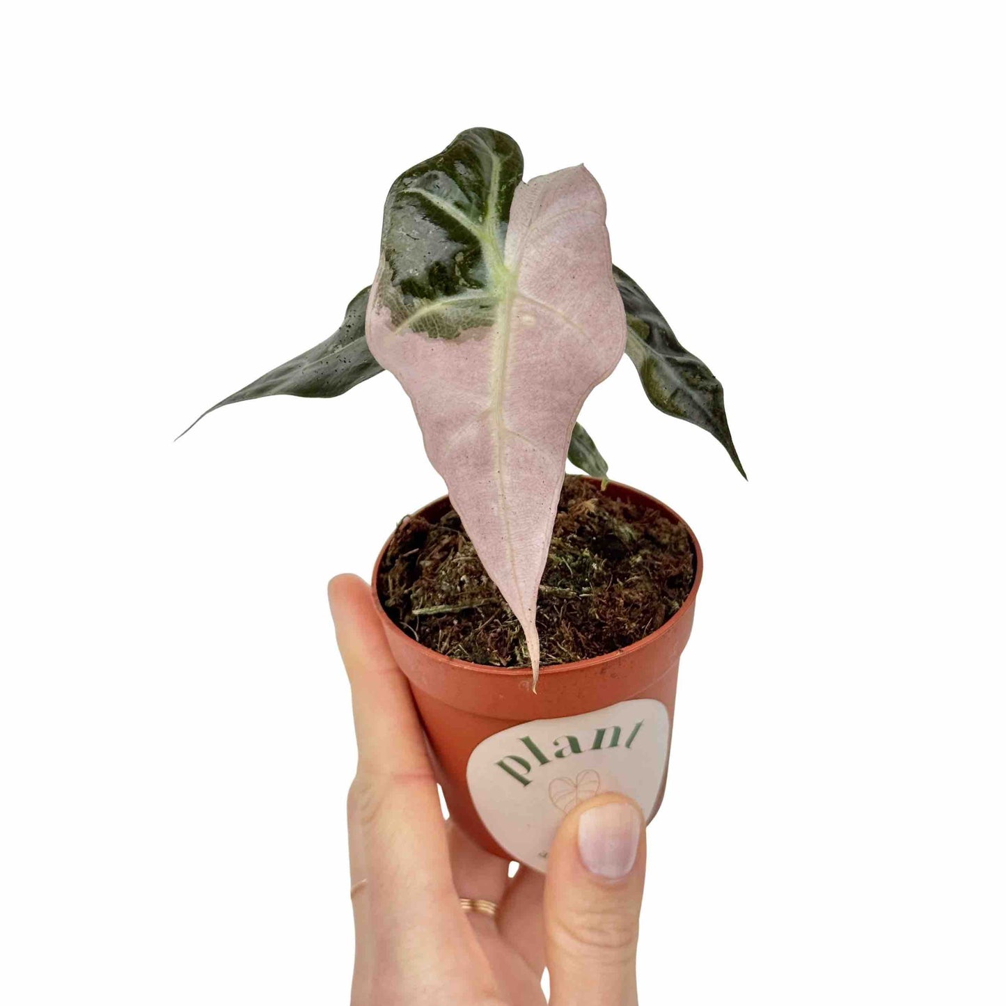 Alocasia Polly Variegata