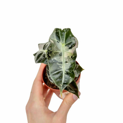 Alocasia Polly Variegata