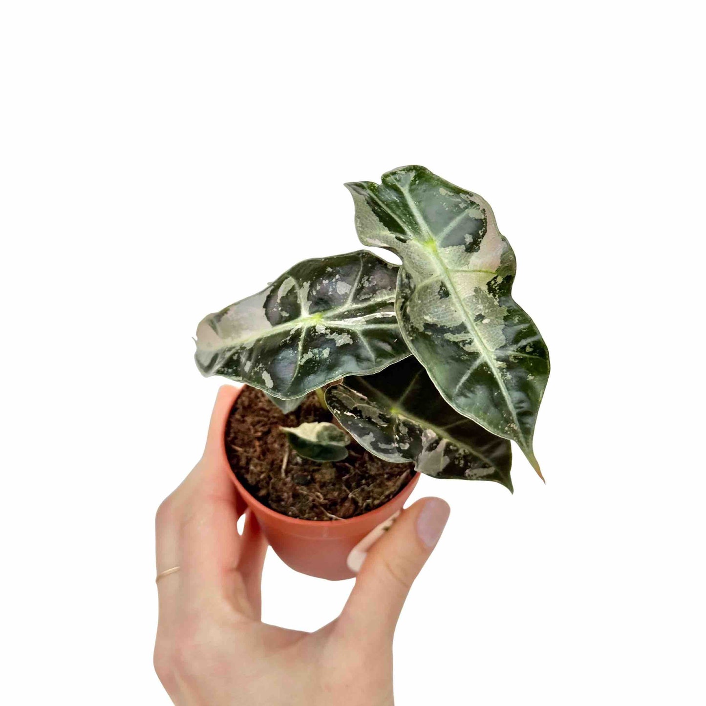 Alocasia Polly Variegata