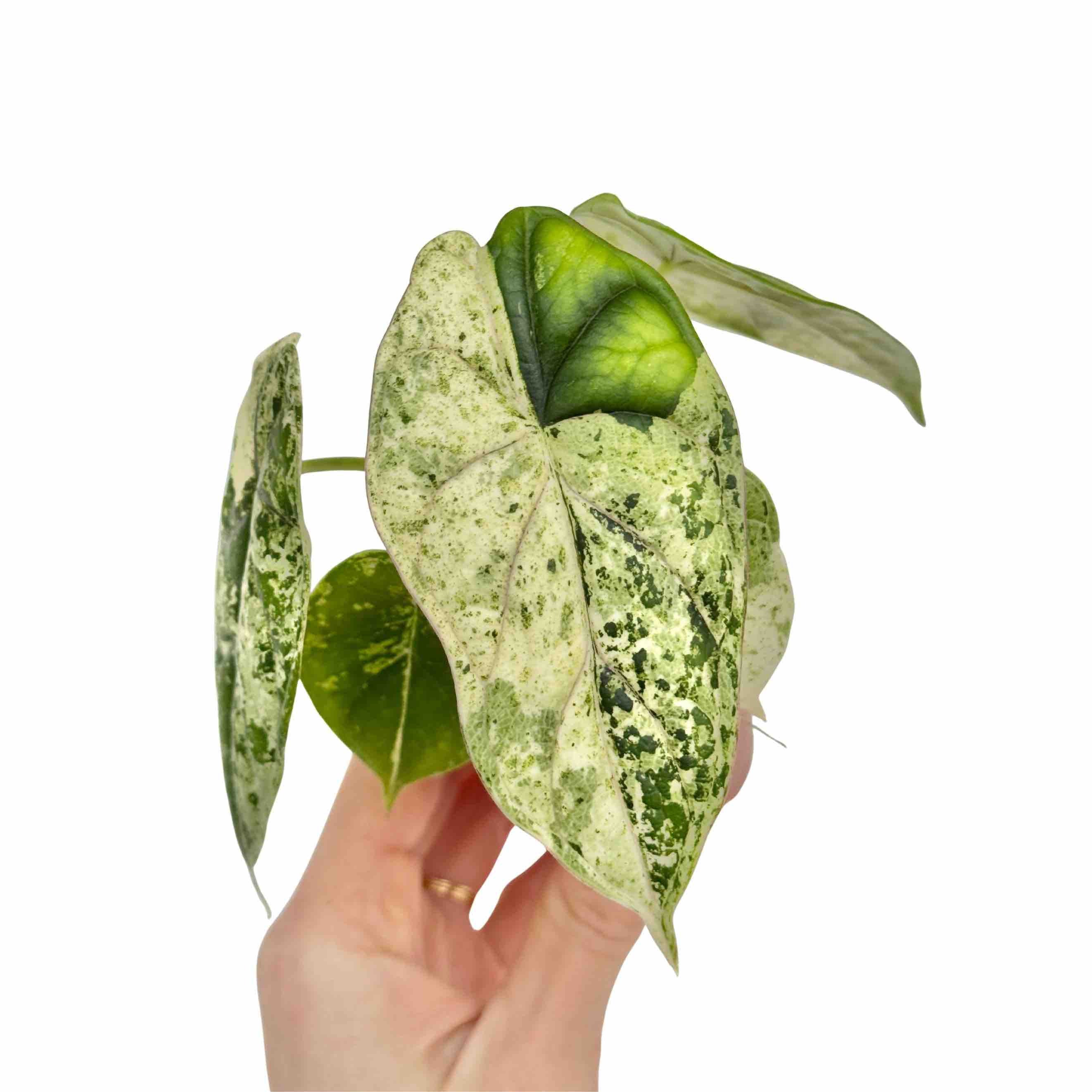 その他観葉植物 Alocasia Dragon Scale Marble Variegated 8626.jpg?v=1775204570&width=1946