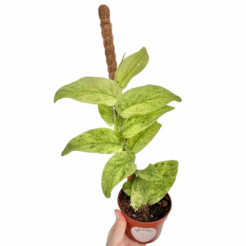 Rhaphidophora Korthalsii Marble Aurea