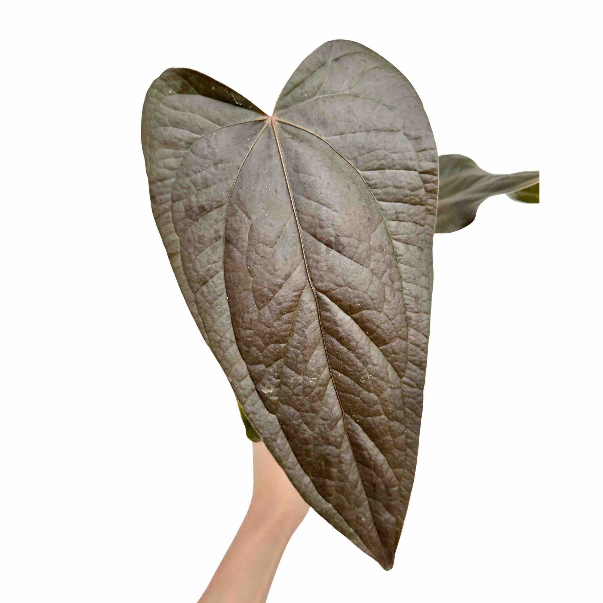 anthurium leaf Anthurium Queen Of Hearts – plantandstories