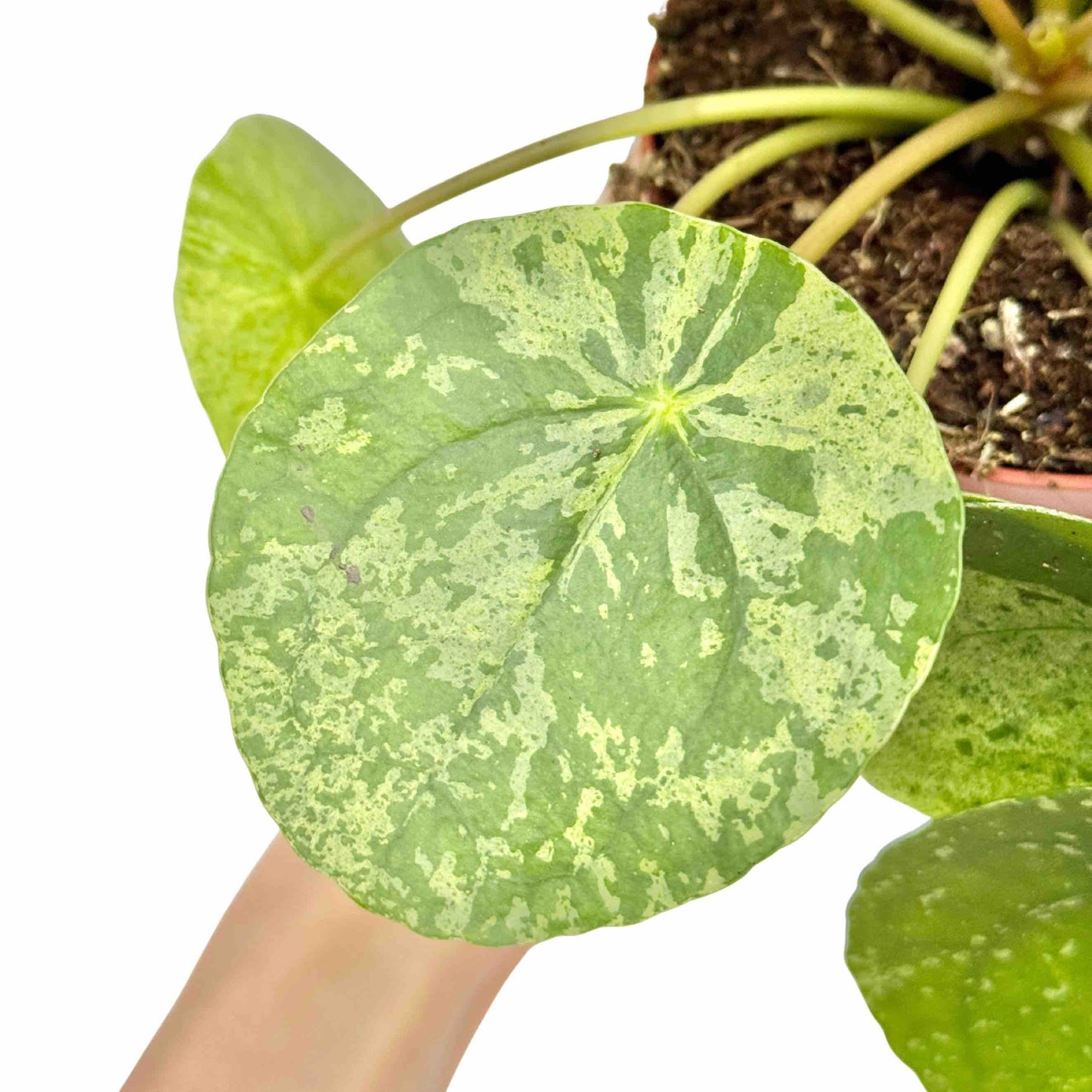 Pilea Mojito - plantandstories