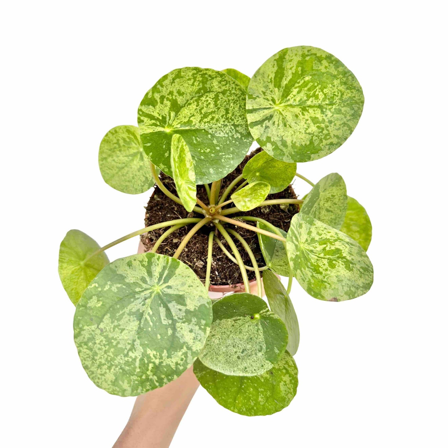 Pilea Mojito - plantandstories