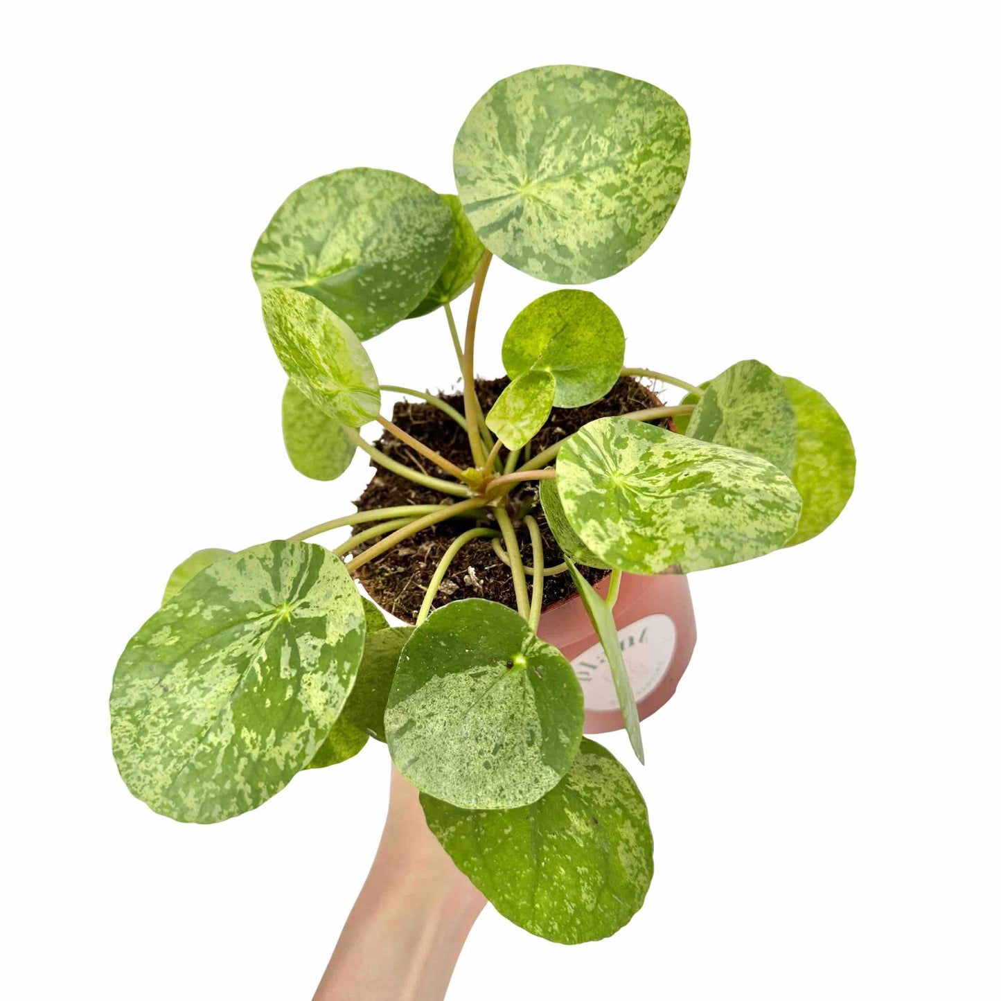 Pilea Mojito - plantandstories