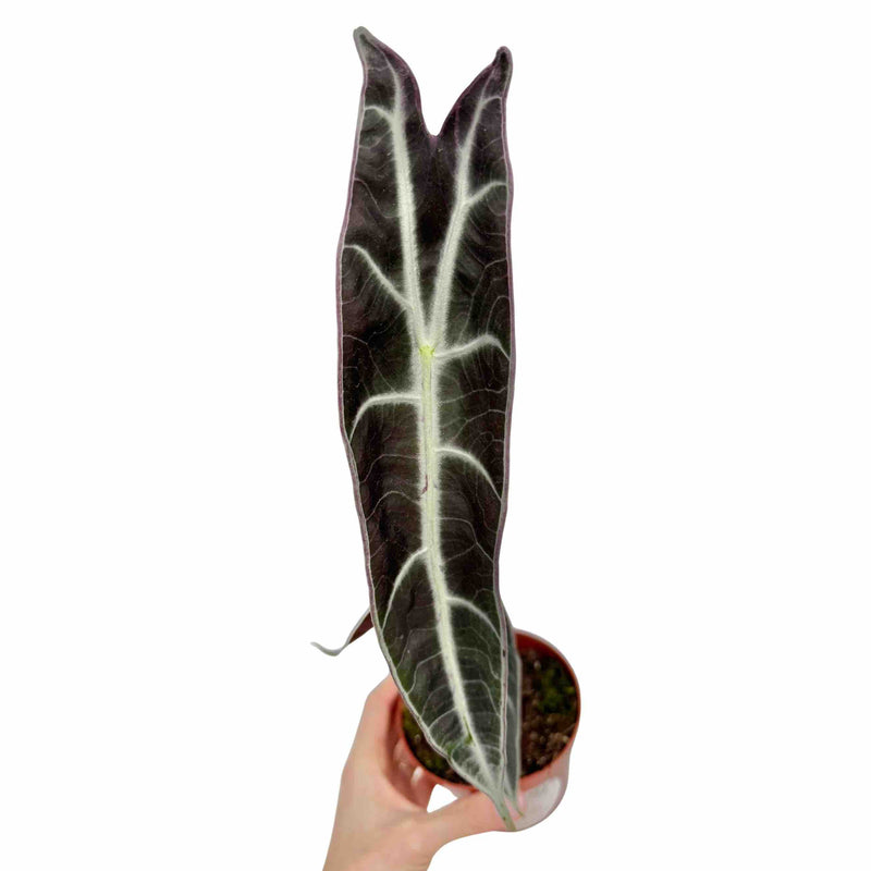 Alocasia Longiloba Purple