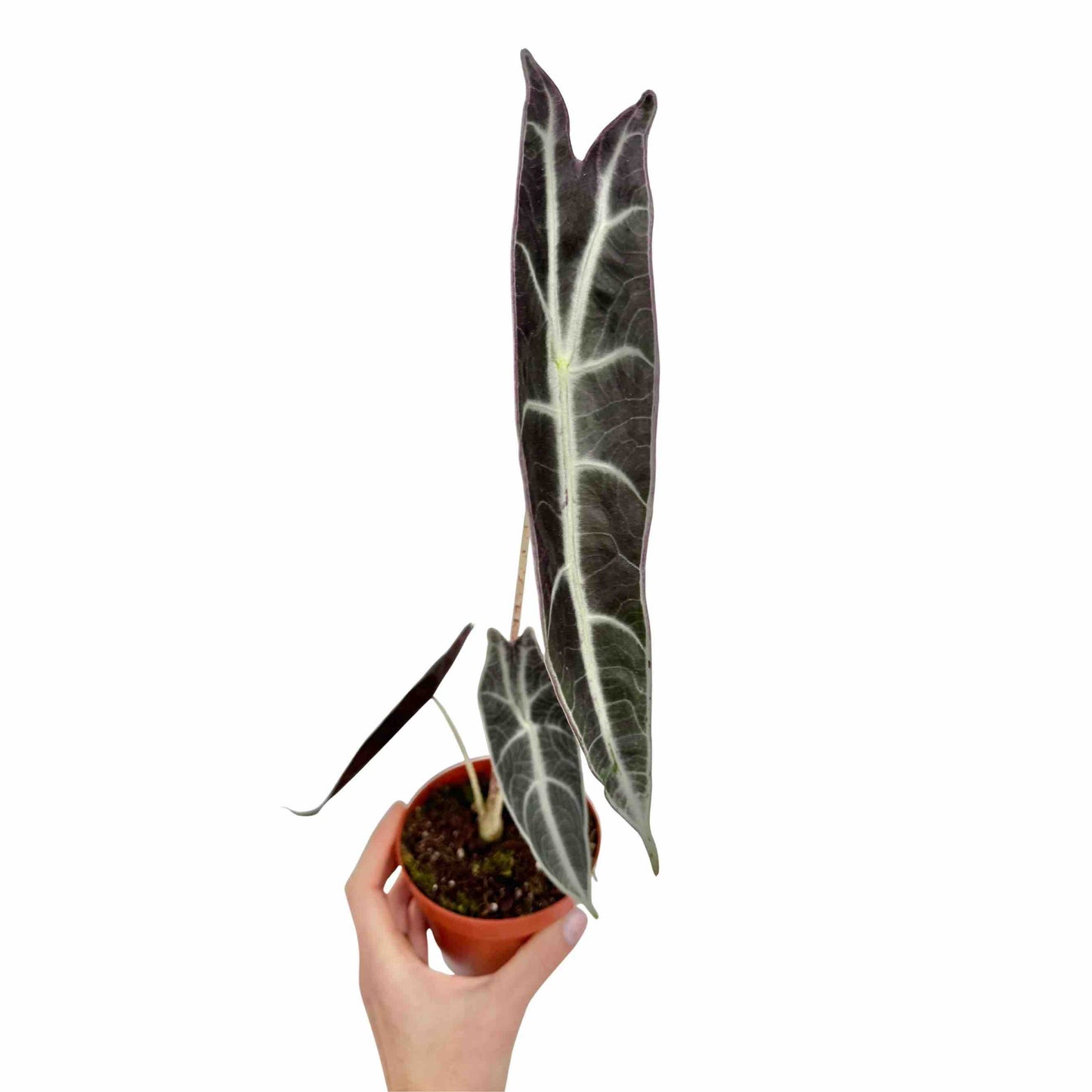 Alocasia Longiloba Purple