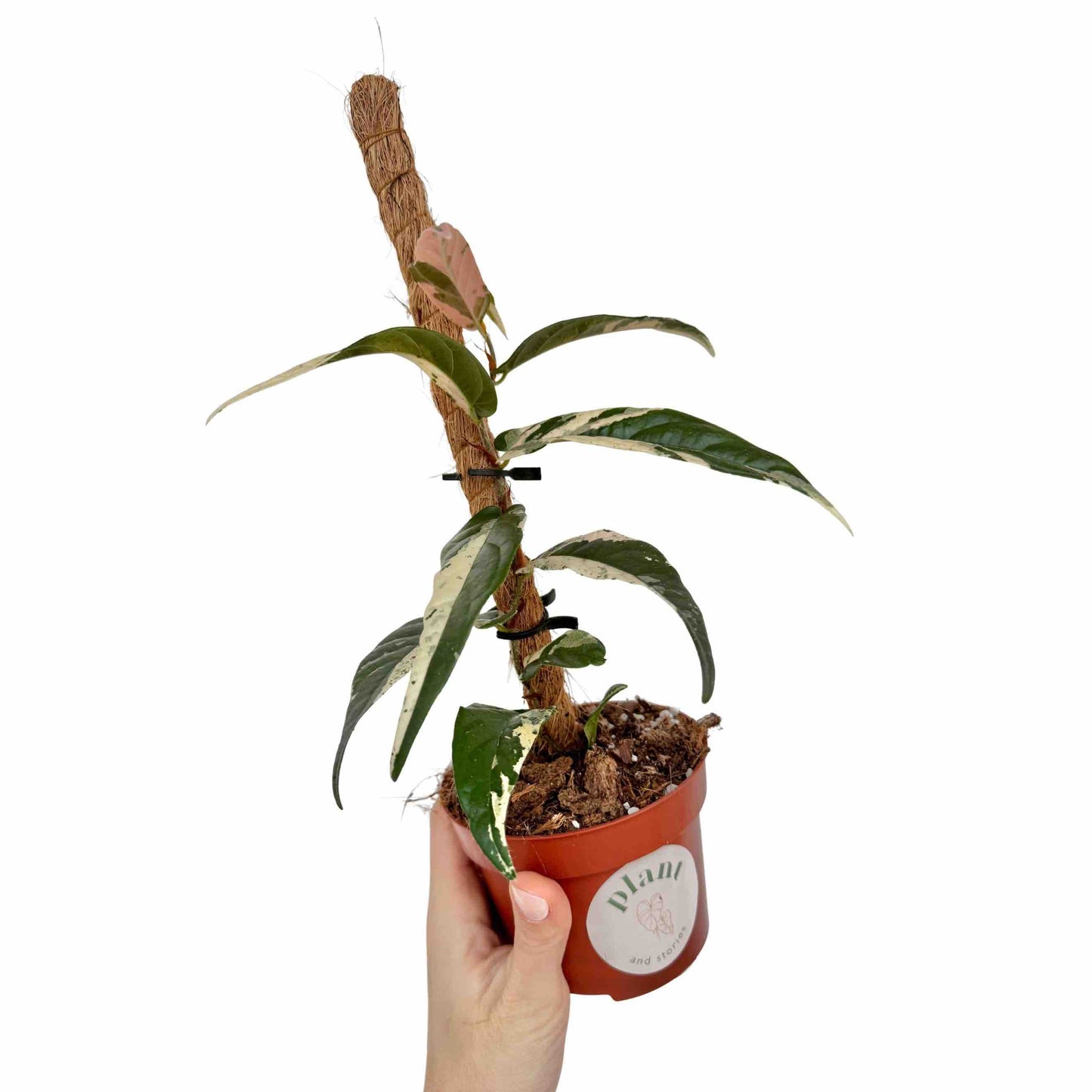 Ficus Sagittata Variegata Variegated Drooping Foliage – plantandstories