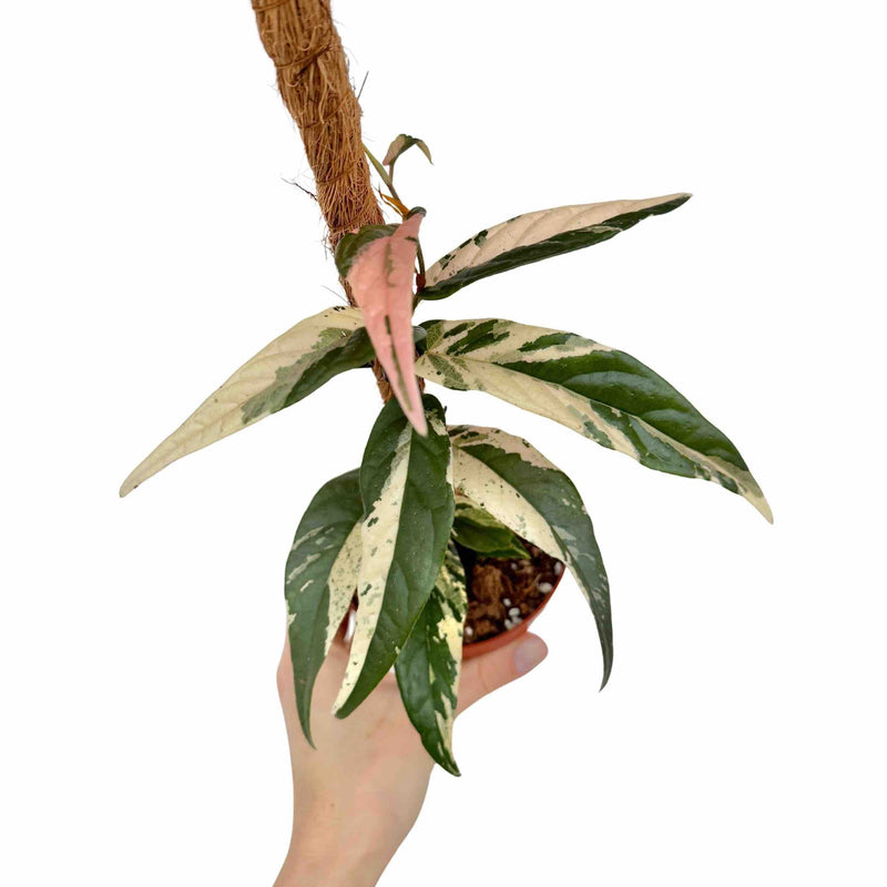 Ficus Sagittata Variegata