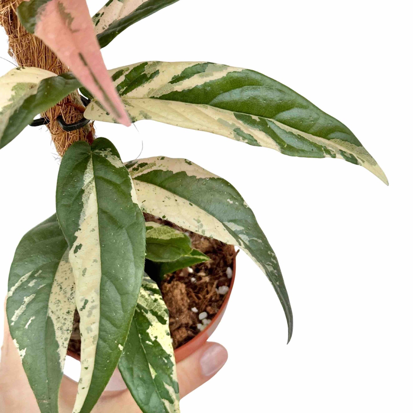 Ficus Sagittata Variegata - plantandstories
