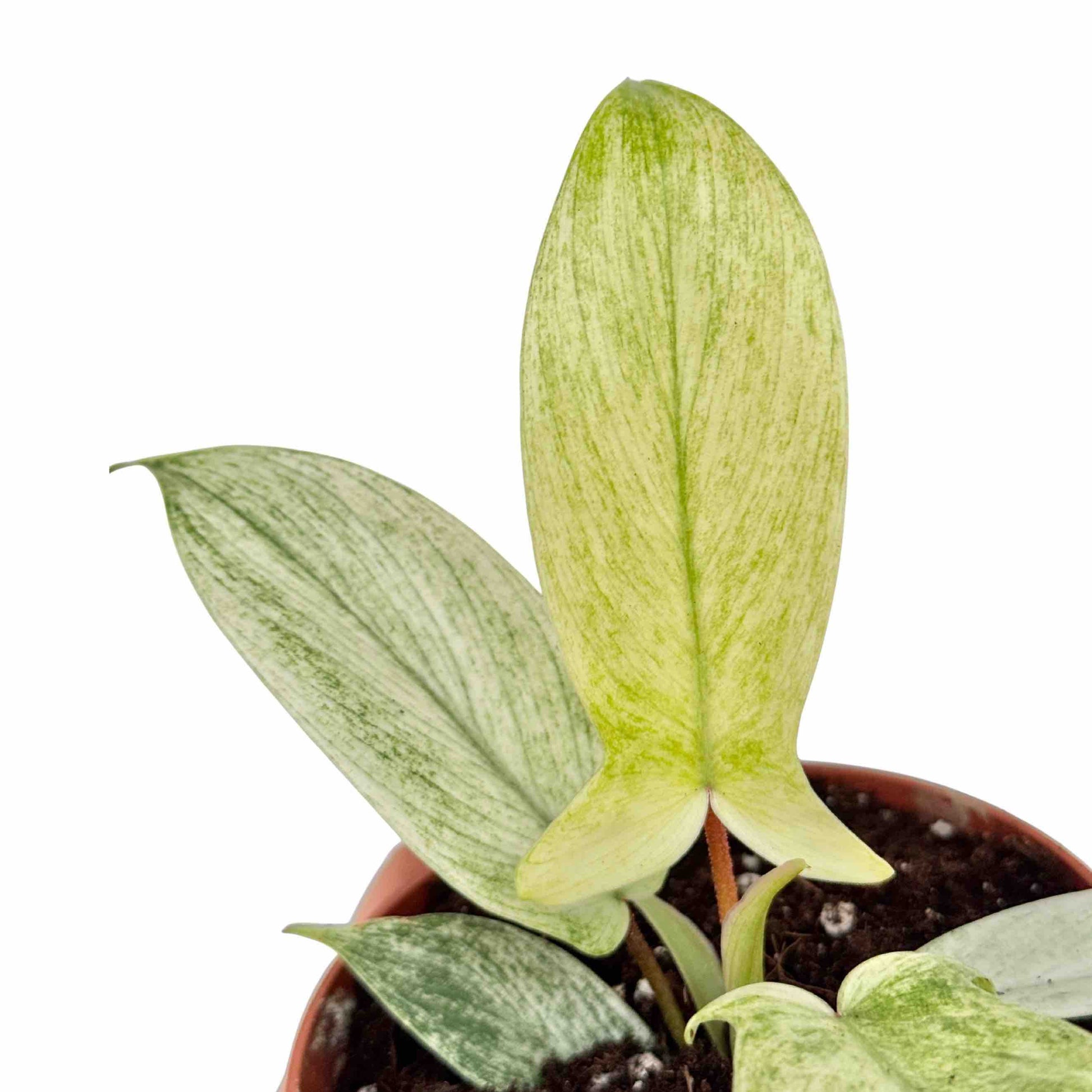 Gros plan sur un Philodendron Florida Ghost avec de nouvelles feuilles jaune pâle dans un pot de culture marron