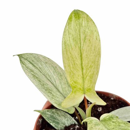Gros plan sur un Philodendron Florida Ghost avec de nouvelles feuilles jaune pâle dans un pot de culture marron