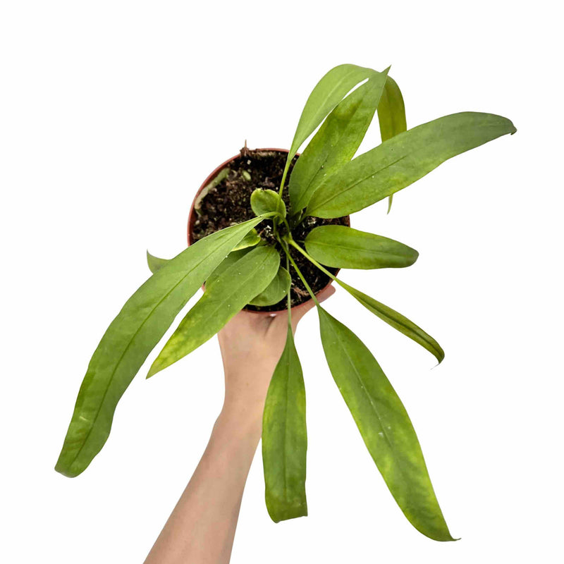 Anthurium Vittariifolium