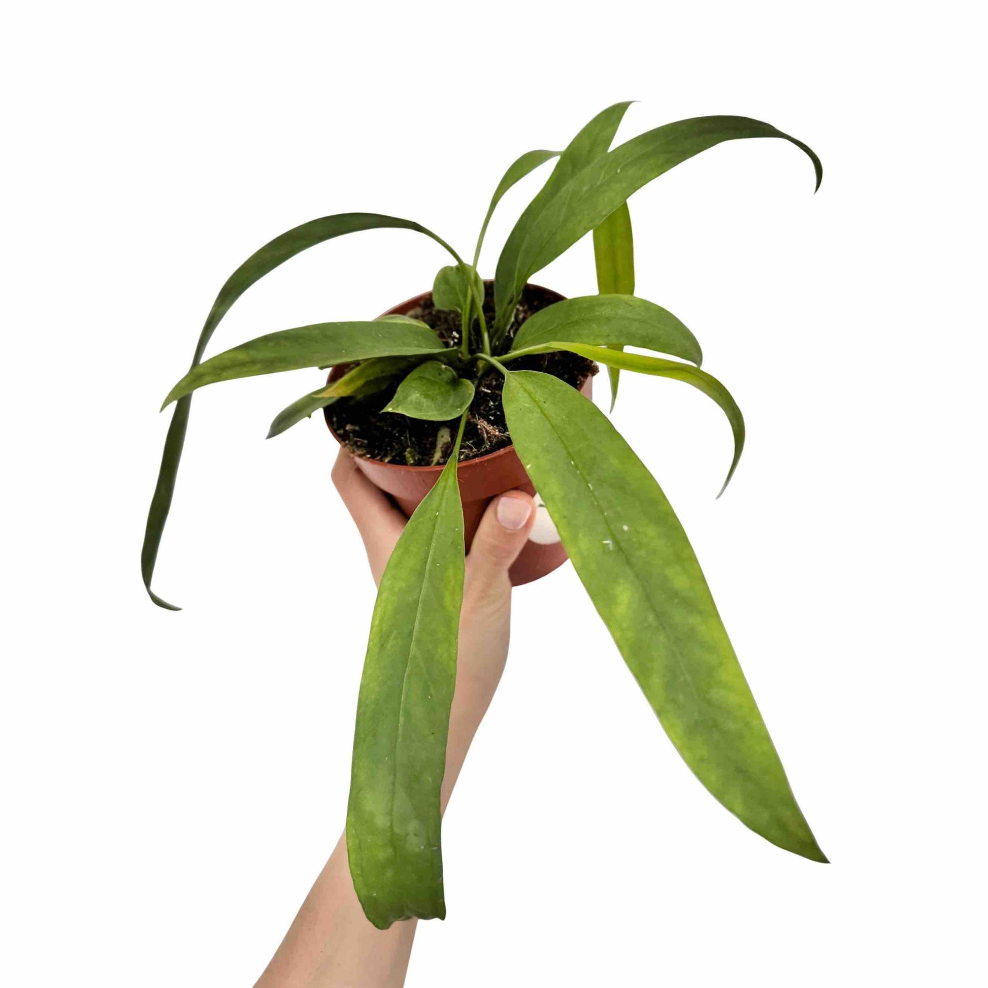 anthurium in french Anthurium Vittariifolium Pot 14cm French Production – plantandstories