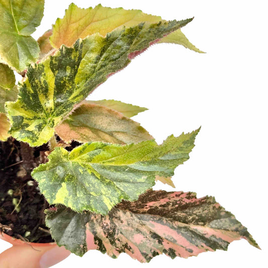 Begonia Ginny Galaxy Variegata aux feuilles dentelées vertes, jaunes et roses dans un petit pot marron