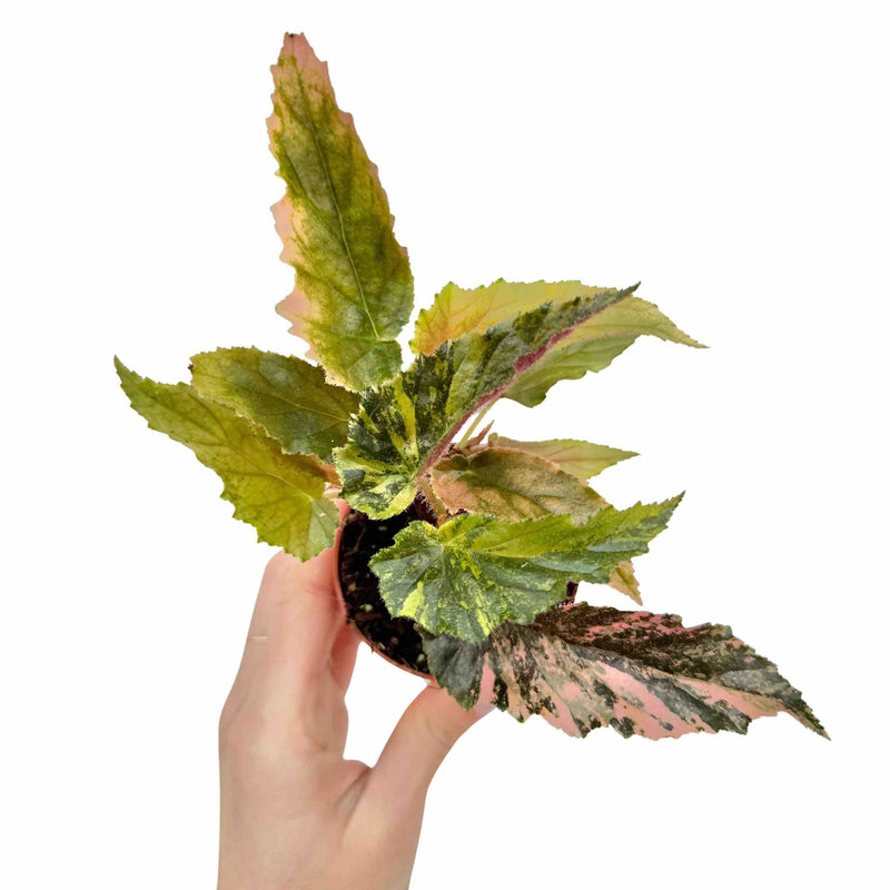 Begonia Ginny Galaxy Variegata