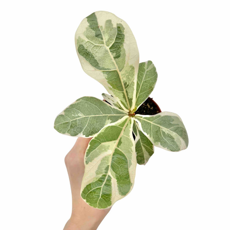 Ficus Lyrata Variegata