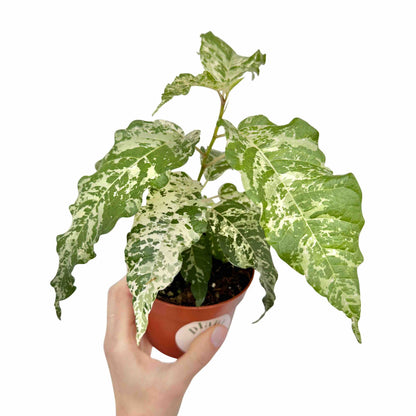 Ficus Snowstorm