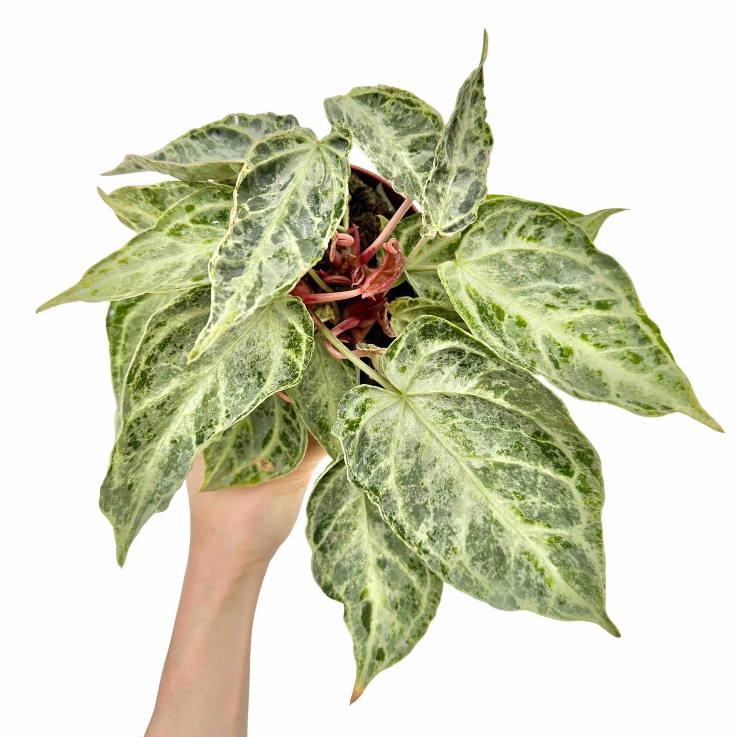 Anthurium Silver Blush Mint - plantandstories