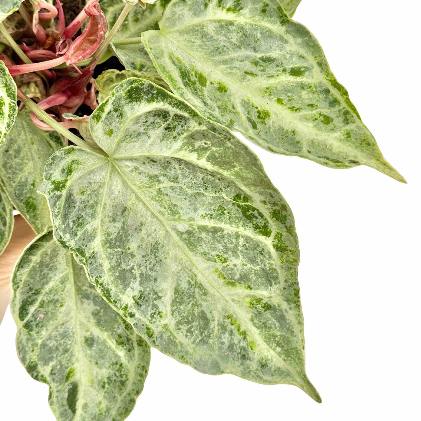 Anthurium Silver Blush Mint - plantandstories