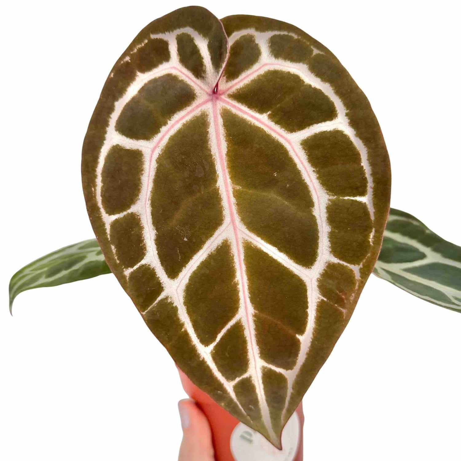 Une feuille d'Anthurium Docblock Michelle brun foncé aux nervures épaisses rose pâle et blanc nacré