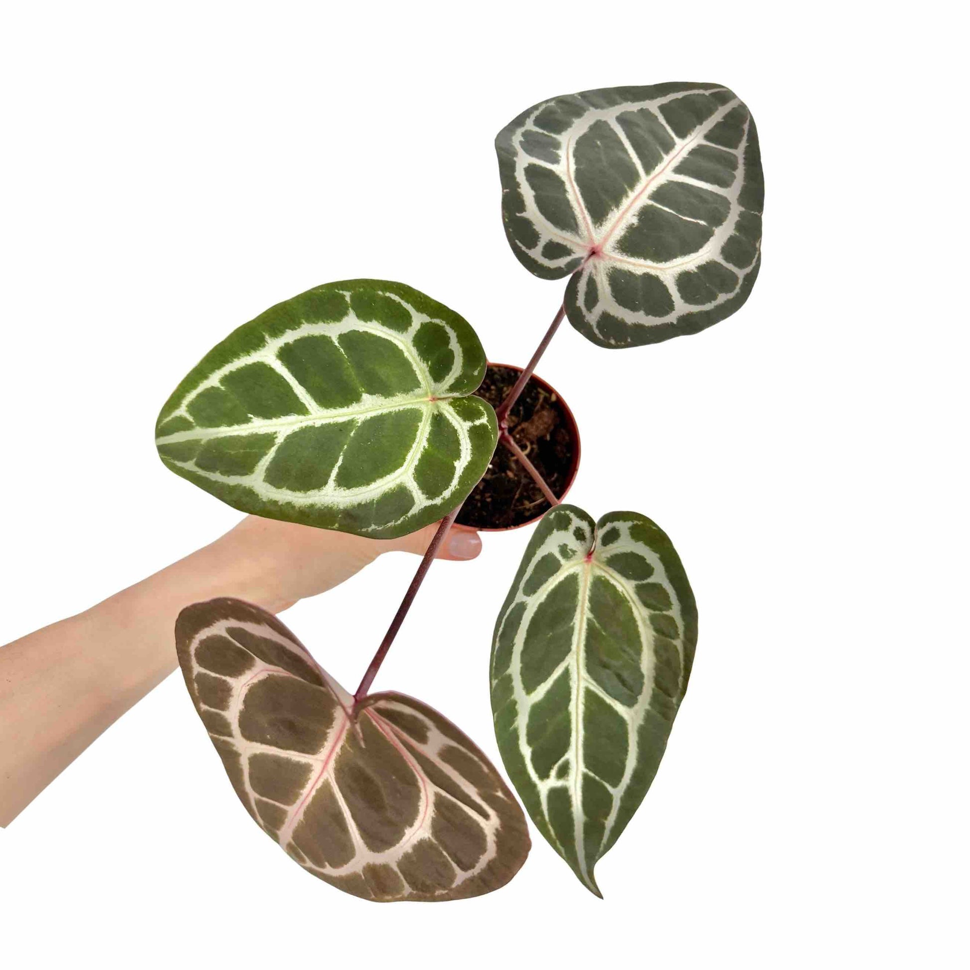 anthurium danger Anthurium silver blush, a rare and elegant plant – plantandstories
