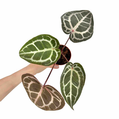 Anthurium Docblock Michelle - plantandstories