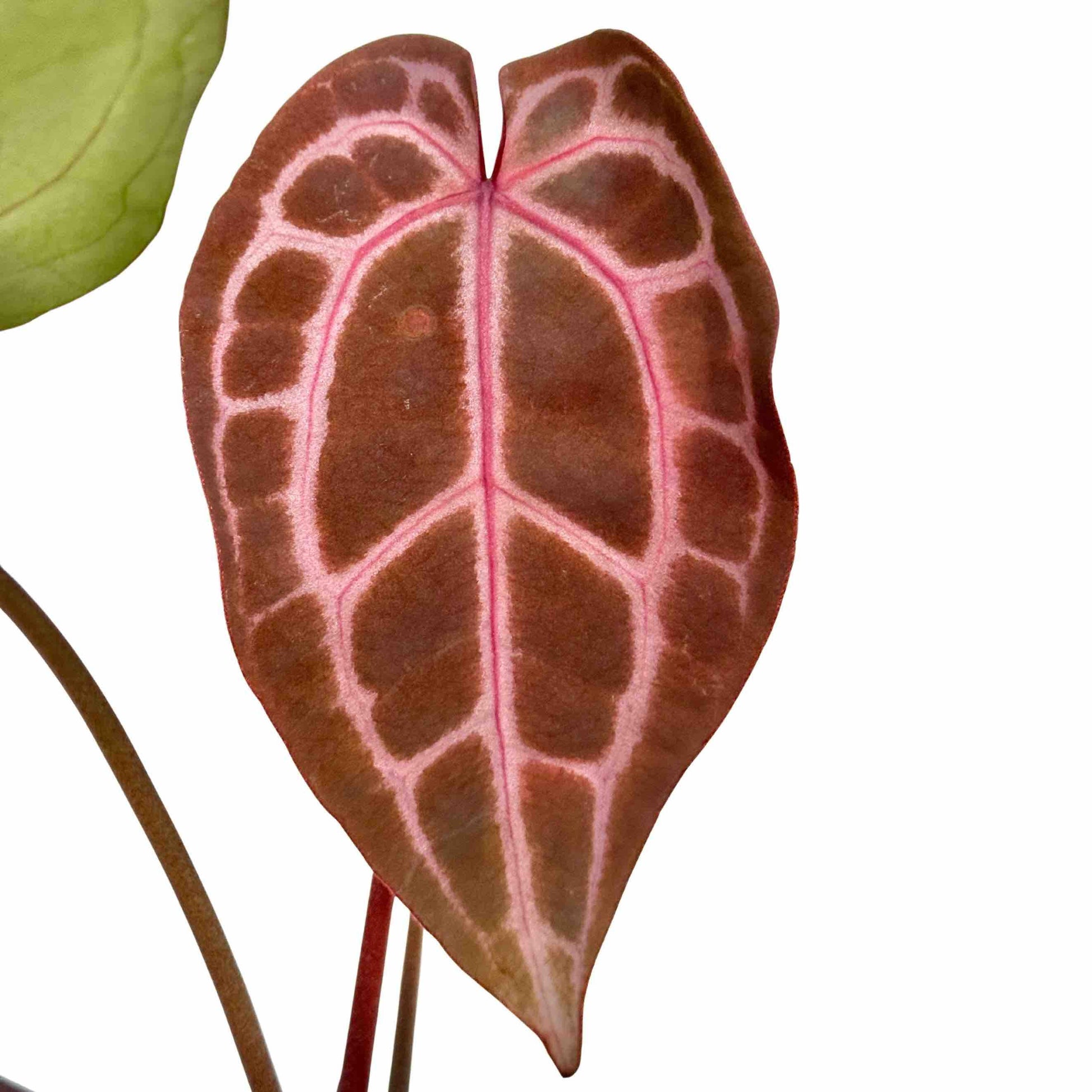 doc block anthurium Anthurium silver blush, a rare and elegant plant – plantandstories