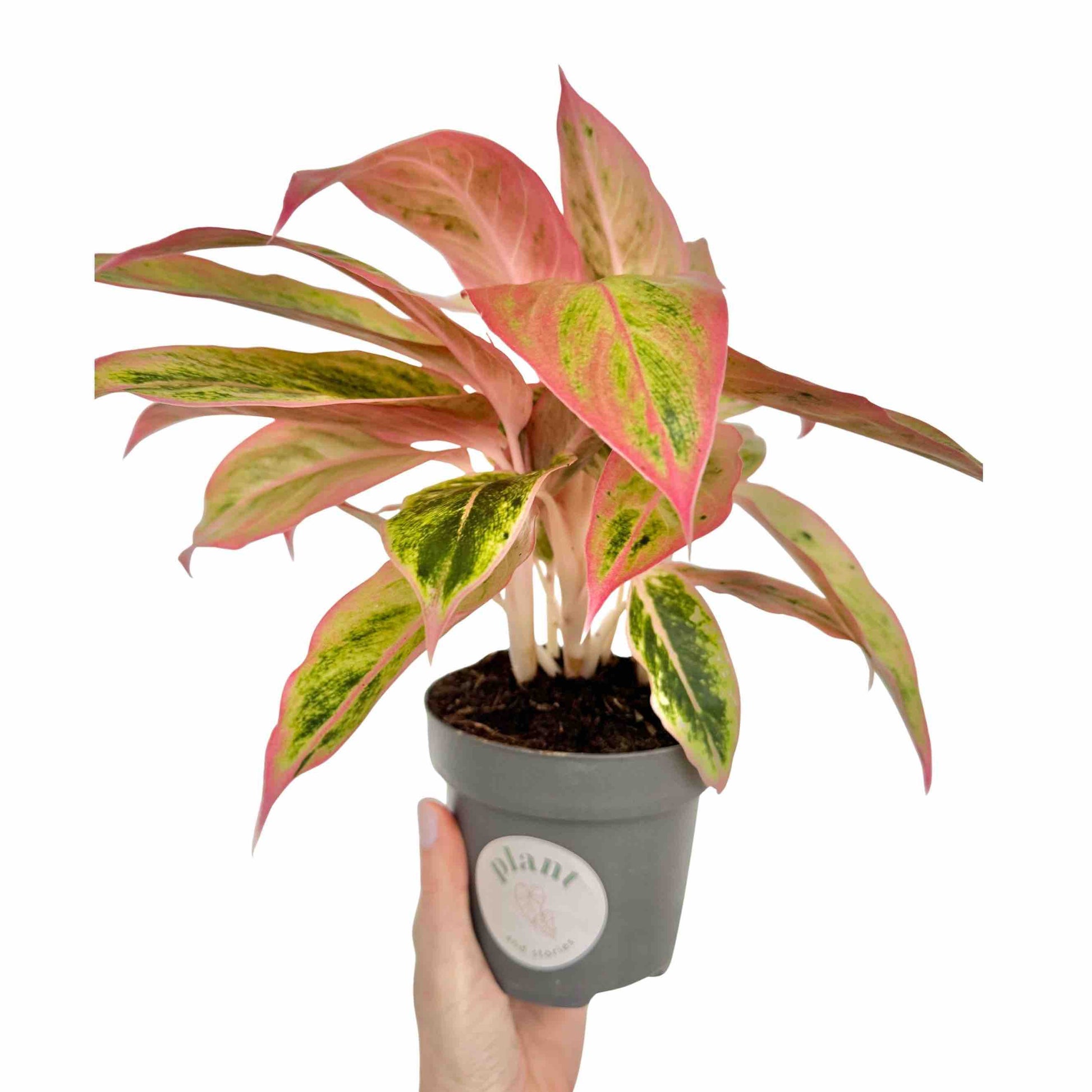 aglaonema for sale Aglaonema Lipstick Pink Pot 9cm French Production – plantandstories