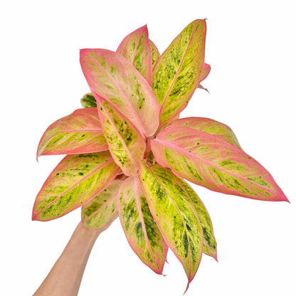 Aglaonema Salmon Fantasy - plantandstories