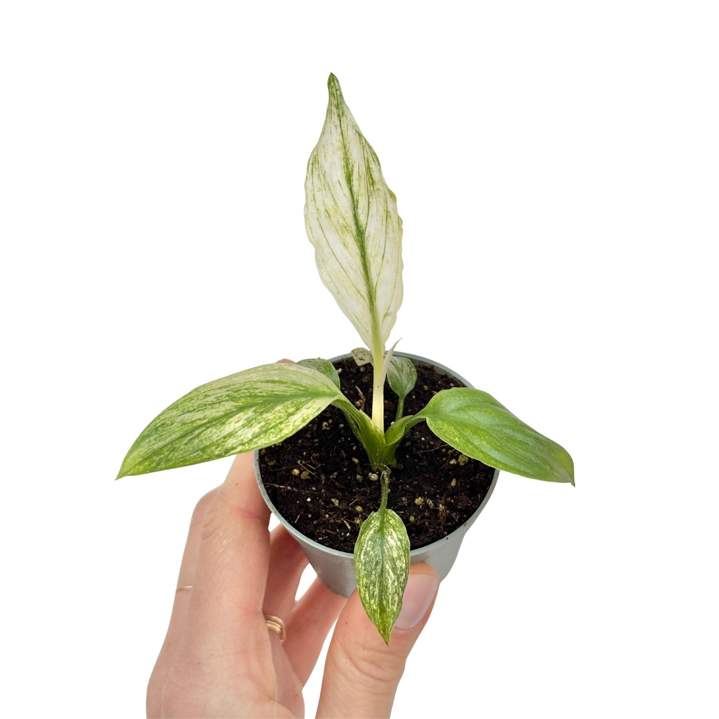 Spathiphyllum Sensation Variegata