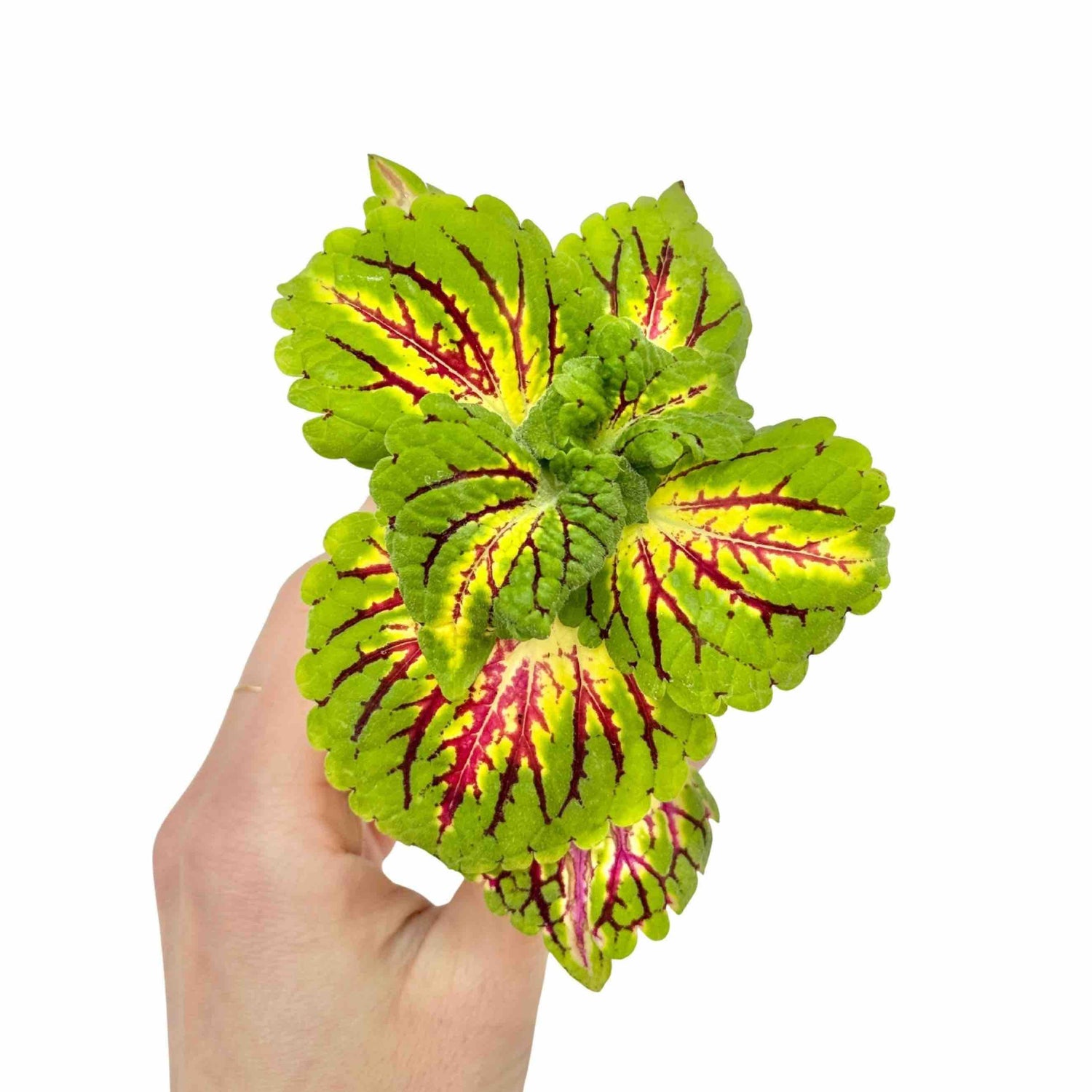 Coleus Spacecake aux feuilles dentelées vert clair, avec des touches de jaune et de rouge vif