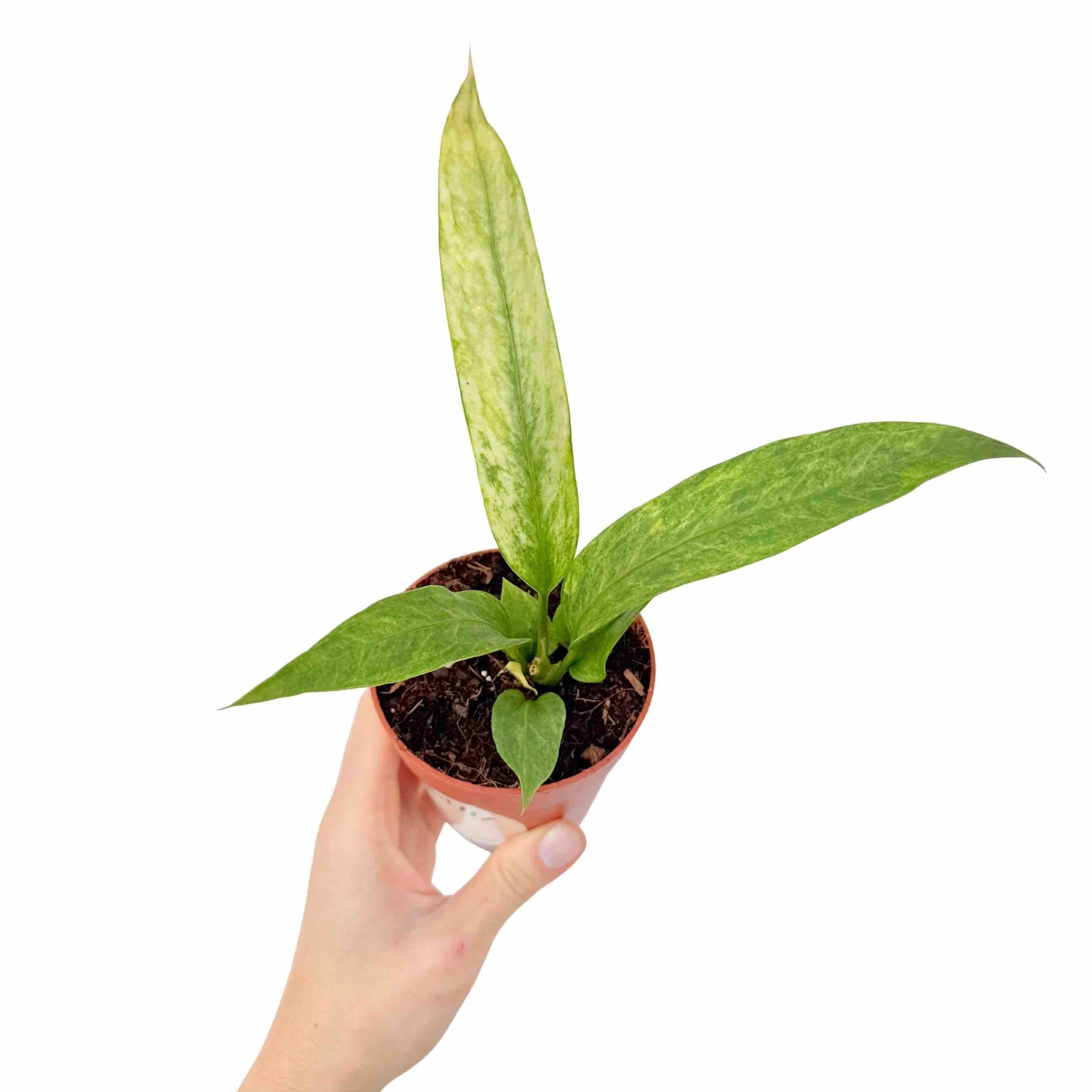 Anthurium Vittariifolium Pot 14cm French Production – Plant and