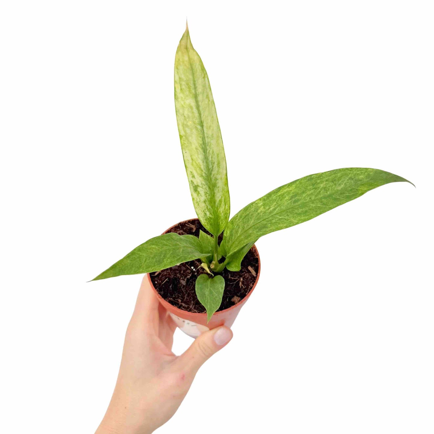 Anthurium vittarifolium Variegata