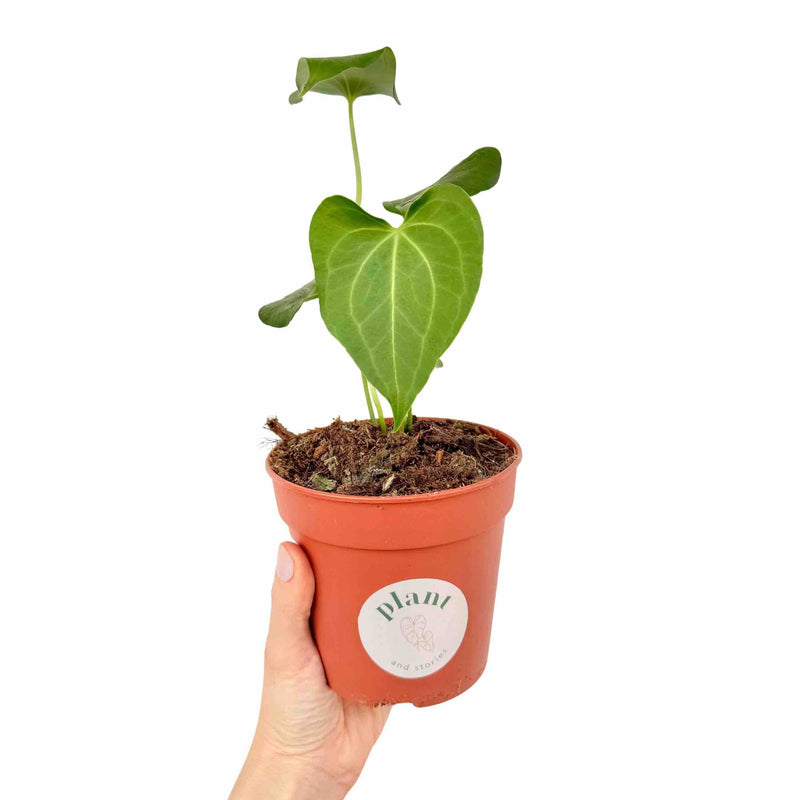 Anthurium clarinervium x pedatoradiatum